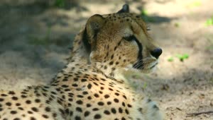 Video Stock Cheetah Is Yawning Live Wallpaper For PC