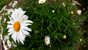 Video Stock Chamomile Flowers In The Garden Live Wallpaper For PC