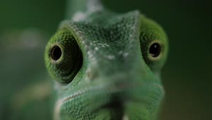 Video Stock Chameleon Moving Its Eyes One Per Time Closeup Live Wallpaper For PC