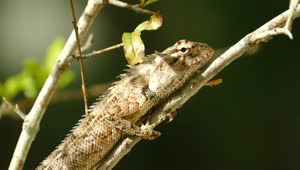 Video Stock Chameleon On A Branch Live Wallpaper For PC
