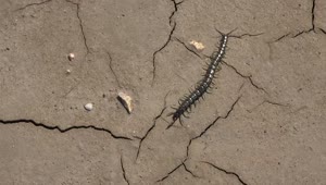 Video Stock Centipede Walking In A Cracked Soil Live Wallpaper For PC