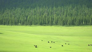 Video Stock Cattle In A Large Green Valley Smal Live Wallpaper For PC