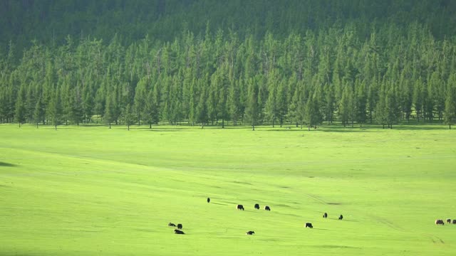 Download Video Stock Cattle In A Large Green Valley Smal Live Wallpaper For PC