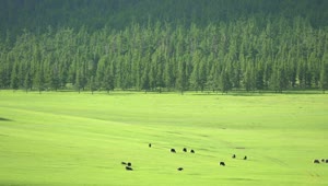 Video Stock Cattle In A Large Green Valley Live Wallpaper For PC