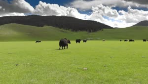 Video Stock Cattle In A Green Valley Live Wallpaper For PC