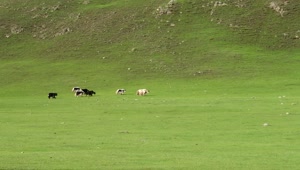 Video Stock Cattle Crossing A Green Valley Live Wallpaper For PC