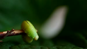 Video Stock Caterpillar Walking On A Branch Live Wallpaper For PC