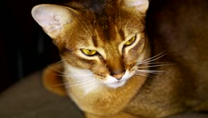 Video Stock Cat With Yellow Eyes Close Up Live Wallpaper For PC