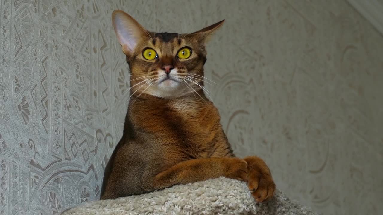 Download Video Stock Cat Rubbing His Head Live Wallpaper For PC