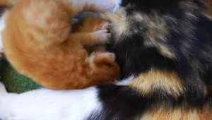 Video Stock Cat Puppies Feeding On Mother Live Wallpaper For PC