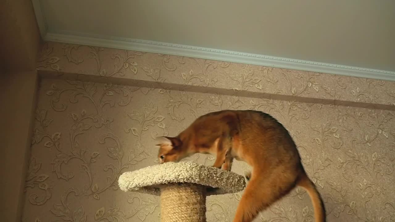 Download Video Stock Cat Playing With Ball Live Wallpaper For PC