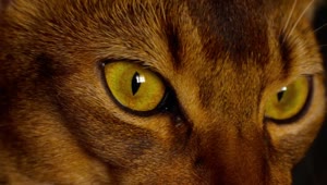 Video Stock Cat Eyes Closeup Live Wallpaper For PC