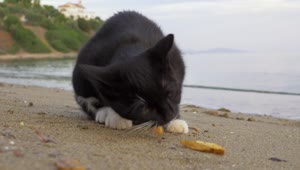 Video Stock Cat Eating Dropped Fries Live Wallpaper For PC