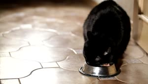 Video Stock Cat Eating From A Bowl Live Wallpaper For PC