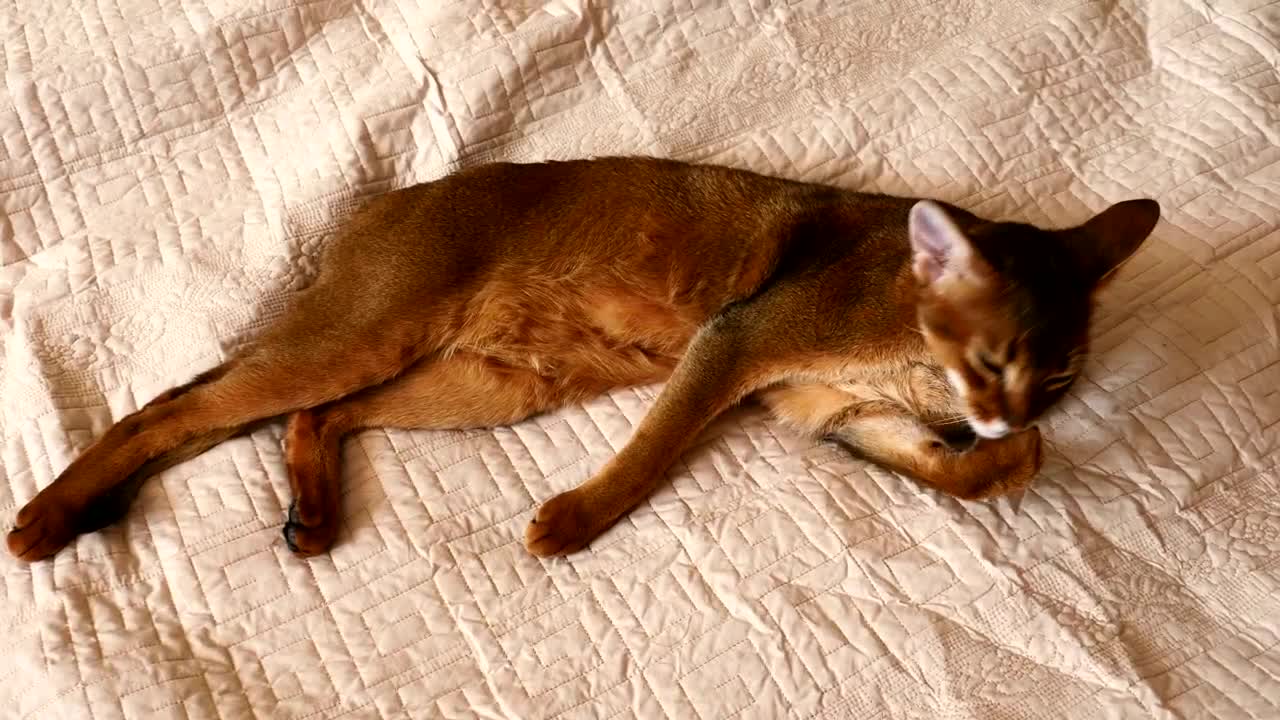 Download Video Stock Cat Cleaning His Paw Live Wallpaper For PC