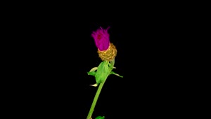 Video Stock Carpobrotus Flower Opening Its Petals On A Black Background Live Wallpaper For PC