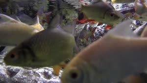 Video Stock Carps Swimming Between The Rocks Live Wallpaper For PC