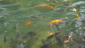 Video Stock Carp In A Large Pond Smal Live Wallpaper For PC