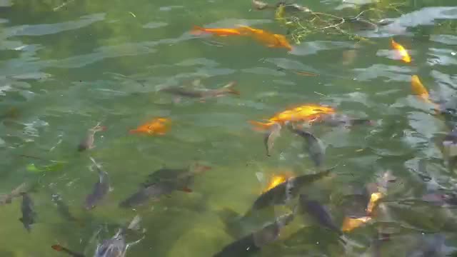 Download Video Stock Carp In A Large Pond Smal Live Wallpaper For PC