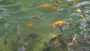 Download Video Stock Carp In A Large Pond Live Wallpaper For PC