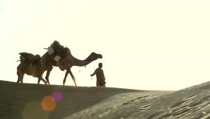 Video Stock Caravan Of Camels Crossing The Desert Live Wallpaper For PC