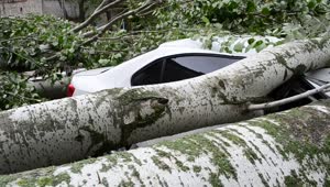 Video Stock Car Crushed By A Tree Live Wallpaper For PC