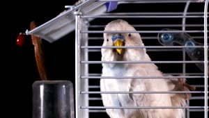 Video Stock Canary Scratching Its Head In A Cage Live Wallpaper For PC