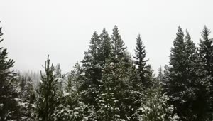 Video Stock Canadian Forest During Winter Live Wallpaper For PC