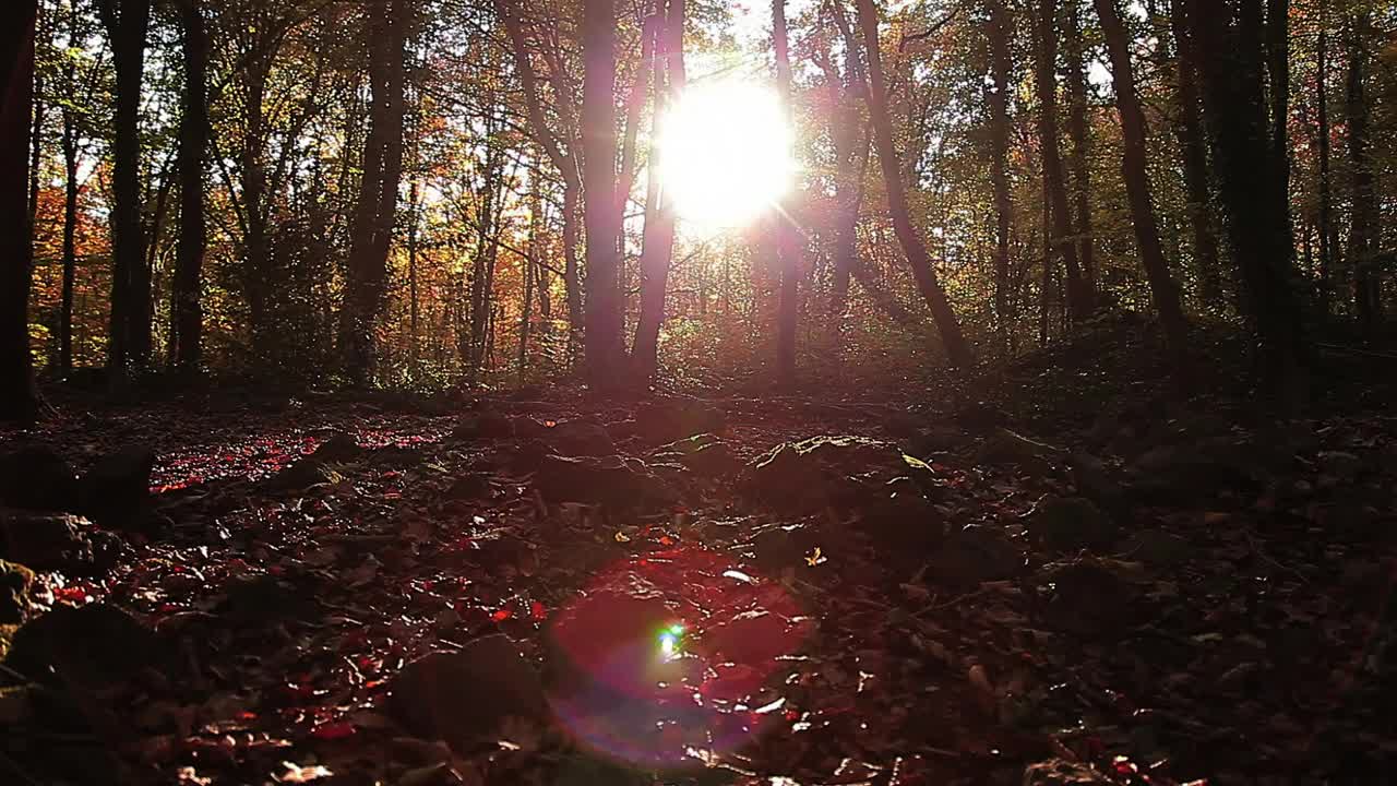 Download Video Stock Camera Moving Through An Autumn Forest Live Wallpaper For PC