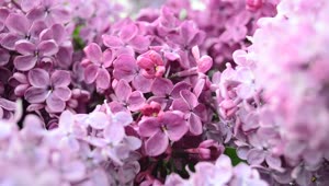 Video Stock Camera Close To A Lilac Plant Live Wallpaper For PC