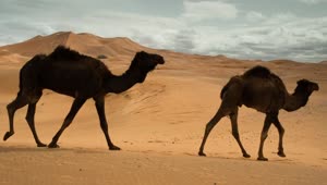 Video Stock Camels Walking In The Desert Live Wallpaper For PC