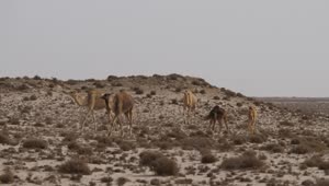 Video Stock Camels In The Desert Live Wallpaper For PC