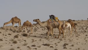 Video Stock Camels Grazing In The Desert Live Wallpaper For PC