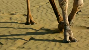Video Stock Camels Crossing The Desert Live Wallpaper For PC