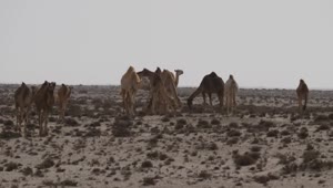 Video Stock Camel Herd In The Desert Live Wallpaper For PC