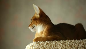 Video Stock Calm Kitten Resting Live Wallpaper For PC