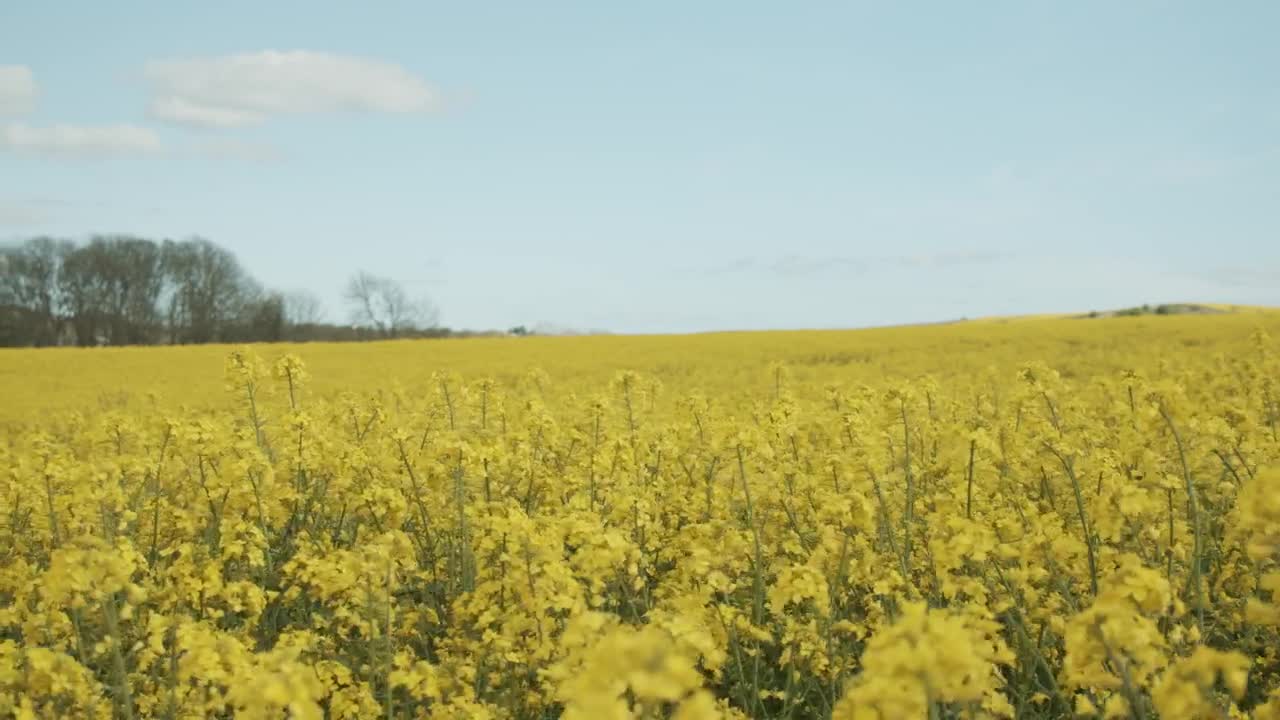 Download Video Stock Calm Breeze Over Fields Live Wallpaper For PC