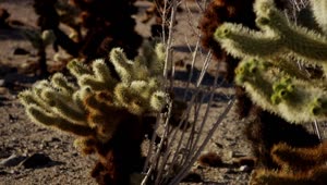 Video Stock Cactus In The Desert Close Up Live Wallpaper For PC