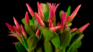 Video Stock Cactus Blooming Live Wallpaper For PC