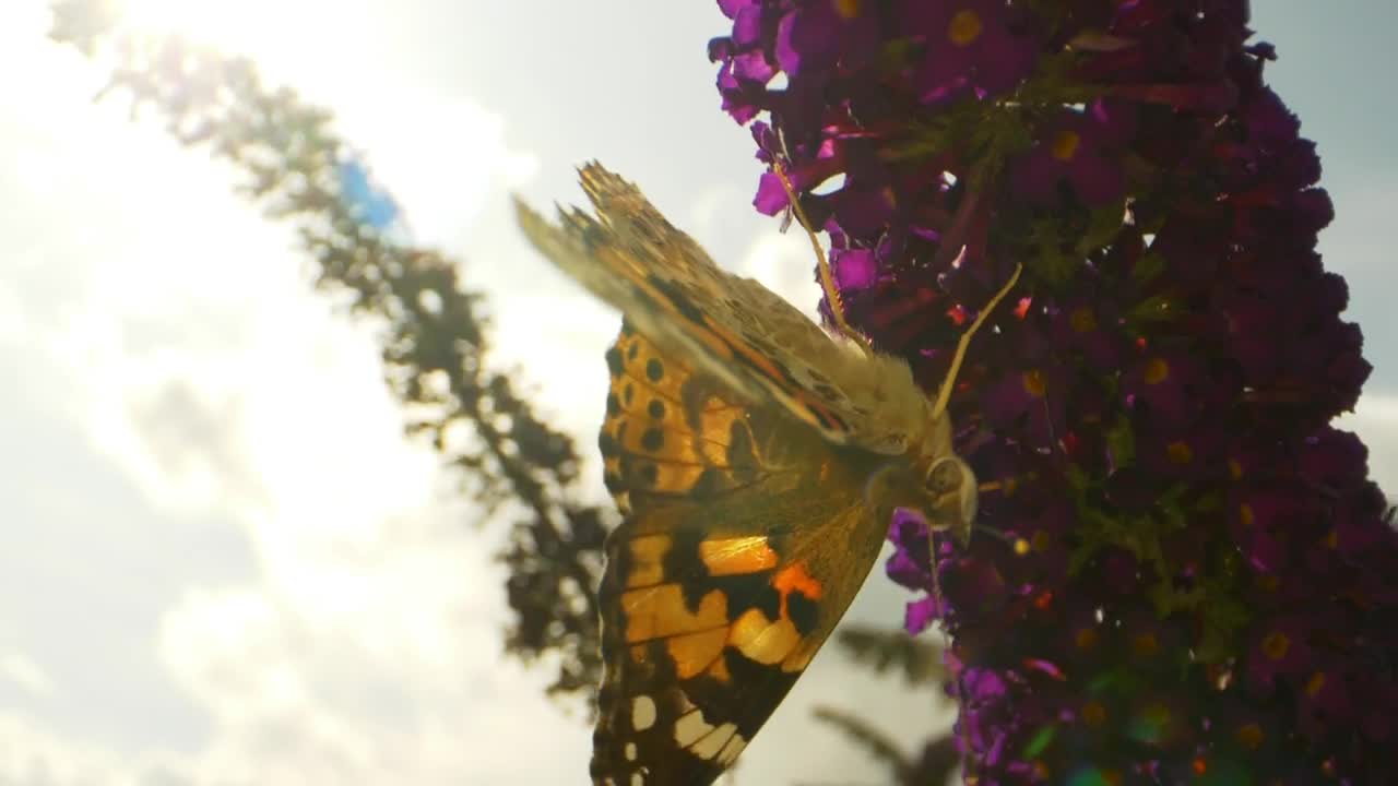 Download Video Stock Butterfly Walking On Flowers Live Wallpaper For PC