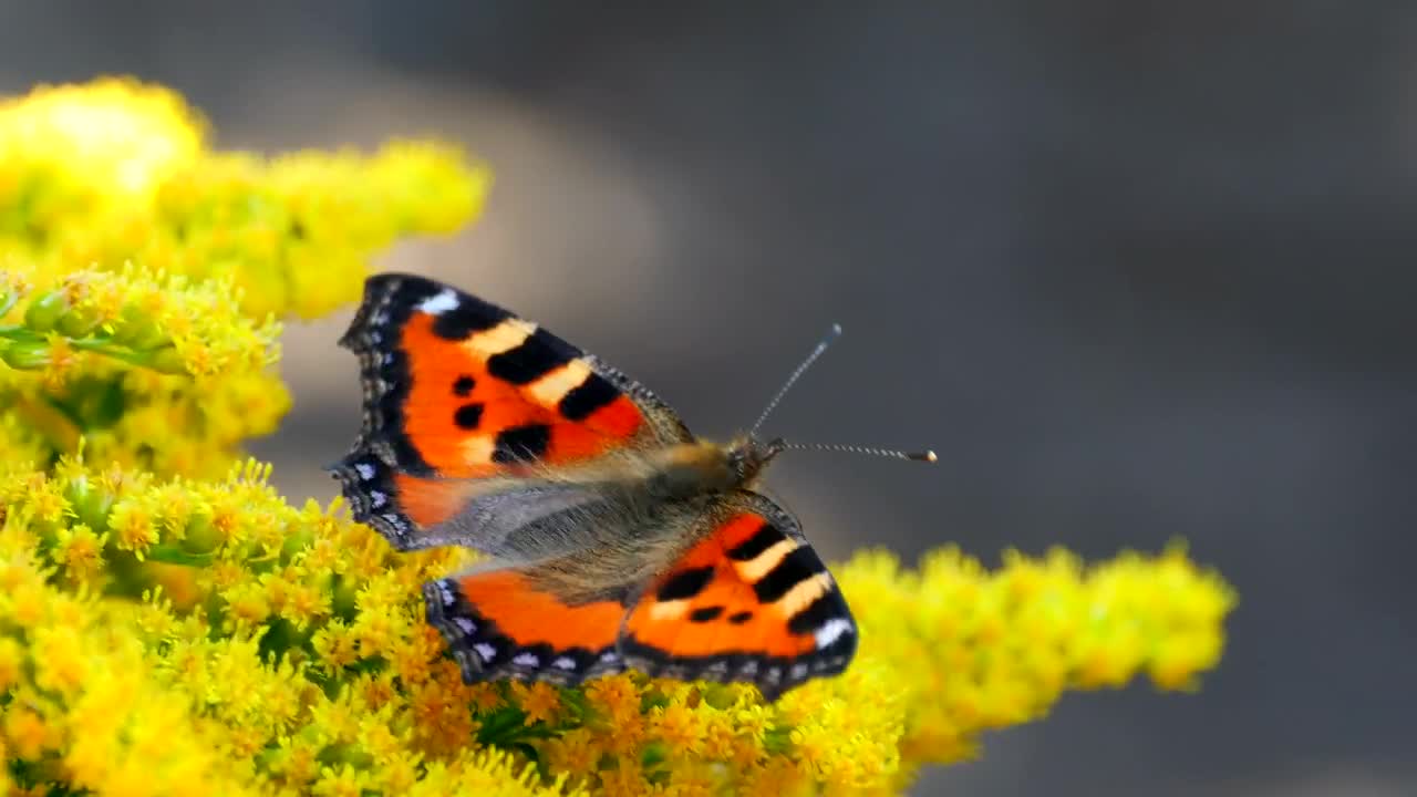 Download Video Stock Butterfly Standing Over Yellow Moving Flower Live Wallpaper For PC