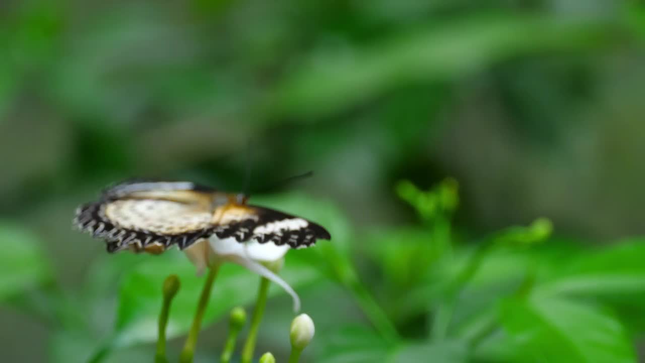 Download Video Stock Butterfly Standing On A White Flower Live Wallpaper For PC