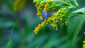 Video Stock Butterfly Standing On Yellow Flowers Live Wallpaper For PC