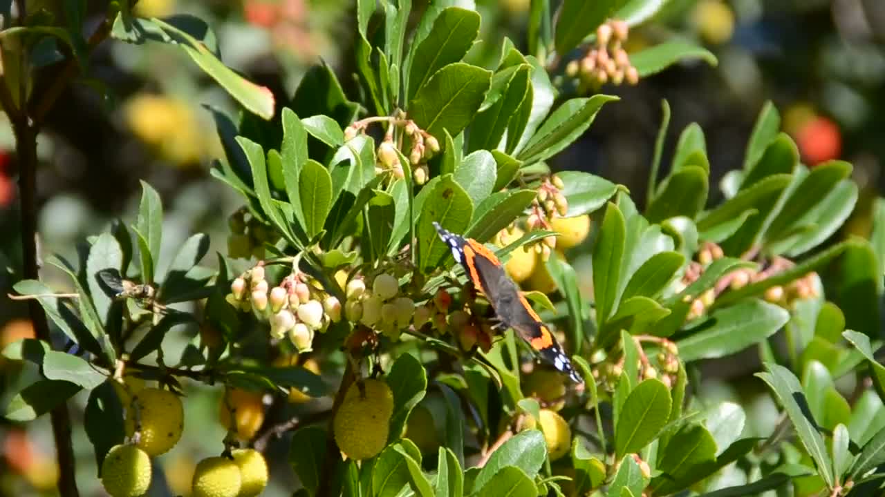 Download Video Stock Butterfly Sitting On Wildflowers Live Wallpaper For PC