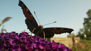 Video Stock Butterfly Sitting On A Flower Live Wallpaper For PC