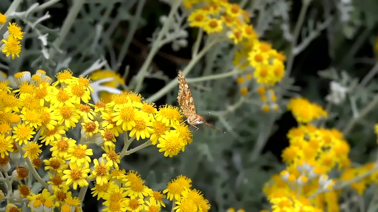 Download Video Stock Butterfly Perched On Yellow Flowers Live Wallpaper For PC