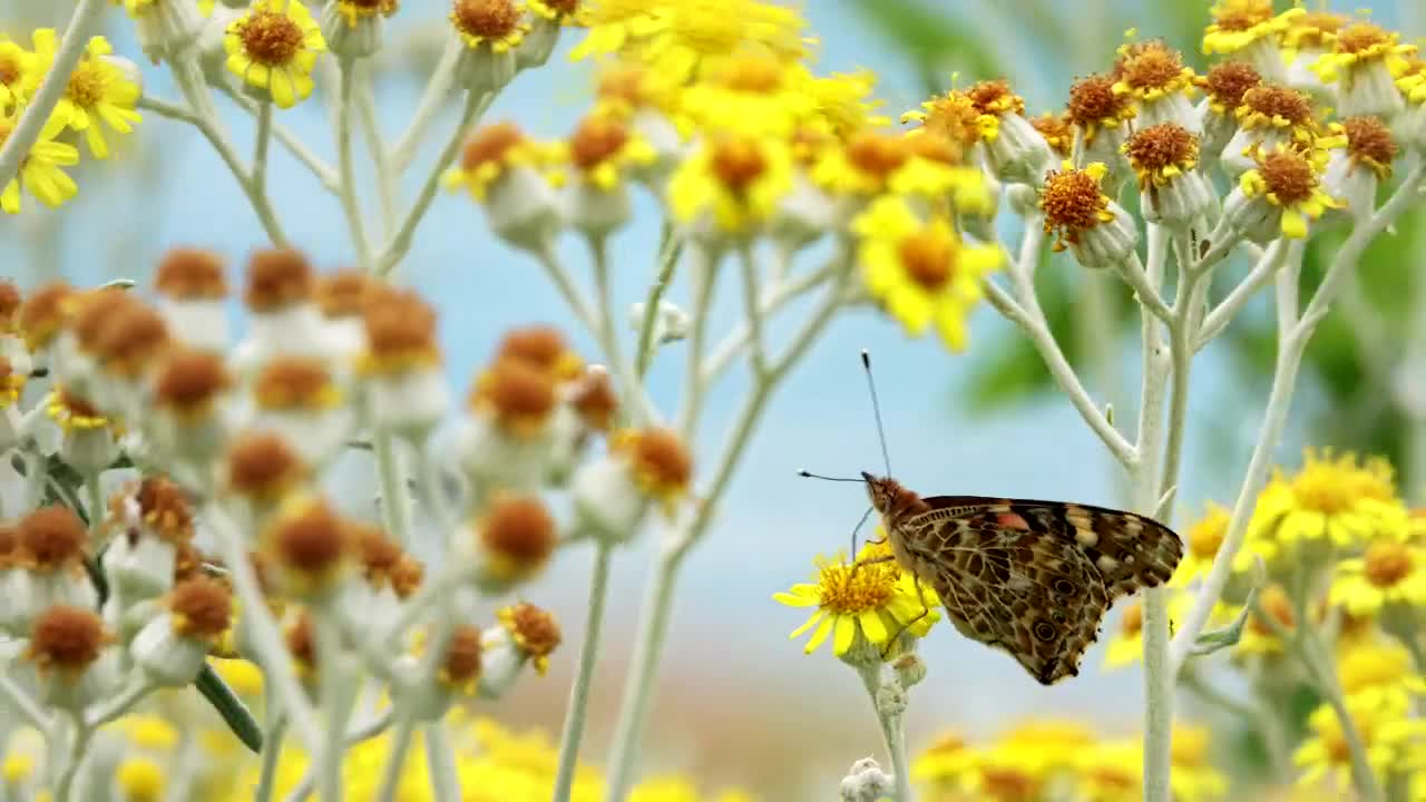 Download Video Stock Butterfly On Yellow Flowers Live Wallpaper For PC
