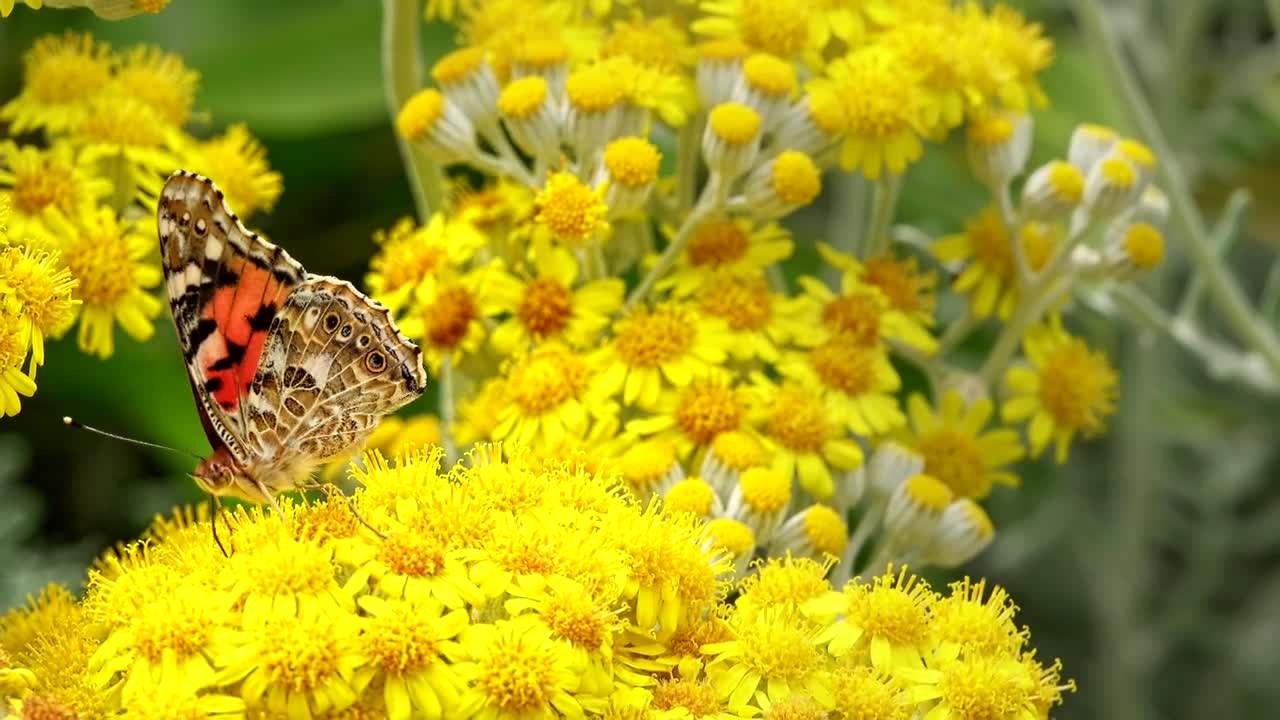 Download Video Stock Butterfly On Small Yellow Flowers Live Wallpaper For PC