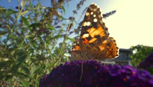 Video Stock Butterfly On A Sunny Day Live Wallpaper For PC