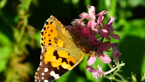 Video Stock Butterfly On A Pink Wildflower Live Wallpaper For PC
